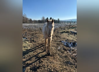 Pony tedesco, Giumenta, 2 Anni, 135 cm, Palomino