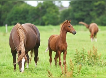 Pony tedesco, Giumenta, 2 Anni, 135 cm, Sauro scuro