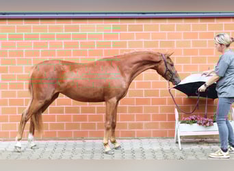 Pony tedesco, Giumenta, 2 Anni, 135 cm, Sauro scuro