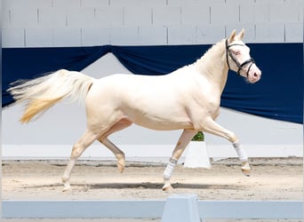 Pony tedesco, Giumenta, 2 Anni, 136 cm, Cremello