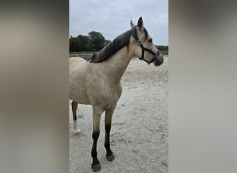 Pony tedesco, Giumenta, 2 Anni, 145 cm, Pelle di daino