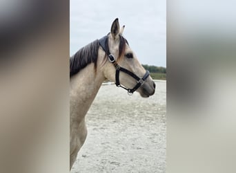 Pony tedesco, Giumenta, 2 Anni, 145 cm, Pelle di daino