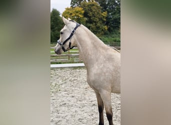 Pony tedesco, Giumenta, 2 Anni, 145 cm, Pelle di daino