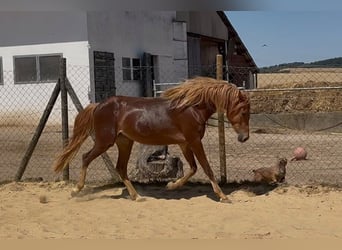 Pony tedesco, Giumenta, 2 Anni, 145 cm, Sauro