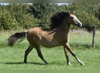Pony tedesco, Giumenta, 2 Anni, 146 cm, Falbo