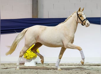 Pony tedesco, Giumenta, 2 Anni, 146 cm, Palomino