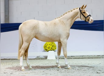 Pony tedesco, Giumenta, 2 Anni, 146 cm, Palomino