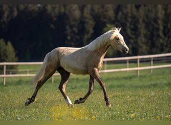 Pony tedesco, Giumenta, 2 Anni, 148 cm, Palomino