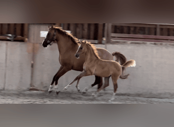 Pony tedesco, Giumenta, 2 Anni, 148 cm, Red dun