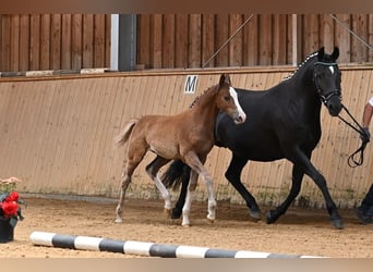 Pony tedesco, Giumenta, 2 Anni, 150 cm, Sauro