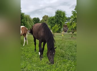 Pony tedesco Mix, Giumenta, 2 Anni, 158 cm, Baio nero