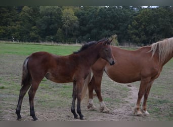 Pony tedesco, Giumenta, 2 Anni, Baio