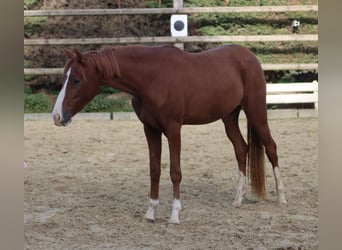 Pony tedesco, Giumenta, 2 Anni, Sauro