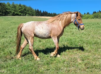 Pony tedesco, Giumenta, 3 Anni, 125 cm, Roano rosso