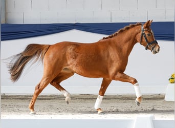 Pony tedesco, Giumenta, 3 Anni, 133 cm, Sauro