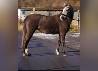 Pony tedesco, Giumenta, 3 Anni, 135 cm, Grigio