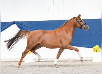 Pony tedesco, Giumenta, 3 Anni, 135 cm, Sauro