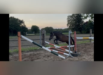 Pony tedesco, Giumenta, 3 Anni, 136 cm, Baio
