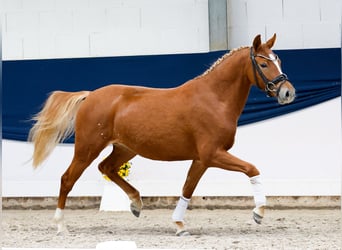 Pony tedesco, Giumenta, 3 Anni, 136 cm, Sauro