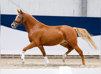 Pony tedesco, Giumenta, 3 Anni, 136 cm, Sauro