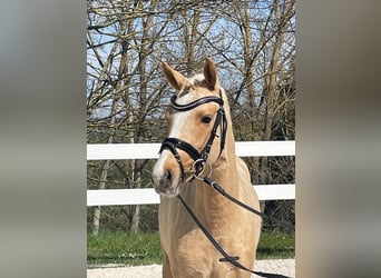Pony tedesco, Giumenta, 3 Anni, 138 cm, Palomino