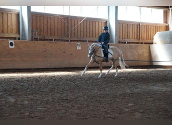 Pony tedesco, Giumenta, 3 Anni, 138 cm, Palomino