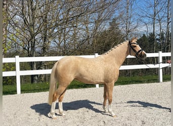 Pony tedesco, Giumenta, 3 Anni, 138 cm, Palomino