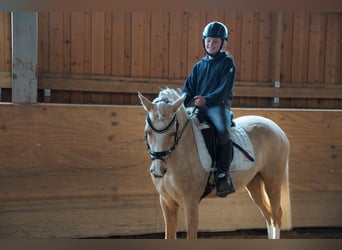 Pony tedesco, Giumenta, 3 Anni, 138 cm, Palomino