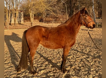 Pony tedesco Mix, Giumenta, 3 Anni, 140 cm, Baio