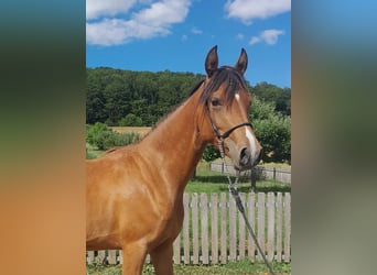 Pony tedesco Mix, Giumenta, 3 Anni, 140 cm, Baio