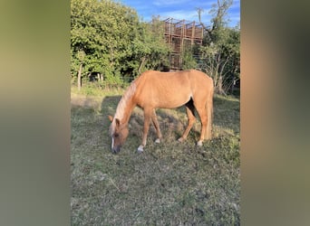 Pony tedesco, Giumenta, 3 Anni, 140 cm, Palomino
