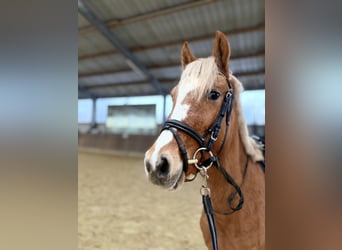 Pony tedesco, Giumenta, 3 Anni, 140 cm, Palomino