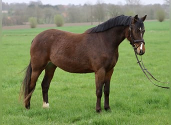 Pony tedesco, Giumenta, 3 Anni, 141 cm, Baio
