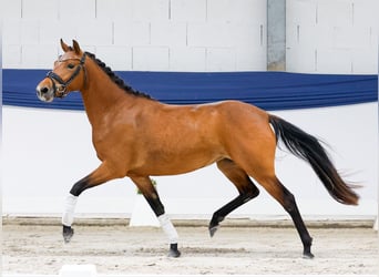 Pony tedesco, Giumenta, 3 Anni, 141 cm, Baio