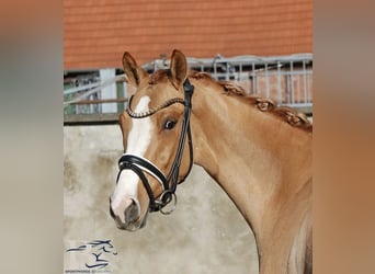 Pony tedesco, Giumenta, 3 Anni, 141 cm
