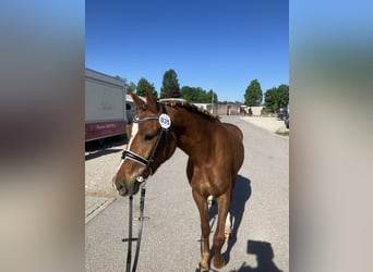 Pony tedesco, Giumenta, 3 Anni, 141 cm, Sauro