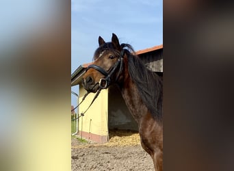 Pony tedesco, Giumenta, 3 Anni, 142 cm, Baio