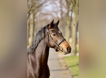 Pony tedesco, Giumenta, 3 Anni, 142 cm, Baio nero