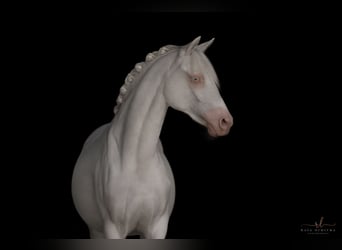 Pony tedesco, Giumenta, 3 Anni, 142 cm, Cremello