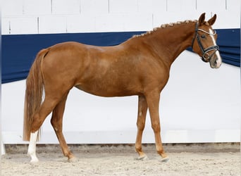 Pony tedesco, Giumenta, 3 Anni, 142 cm, Sauro
