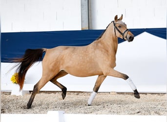 Pony tedesco, Giumenta, 3 Anni, 143 cm, Falbo