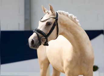 Pony tedesco, Giumenta, 3 Anni, 143 cm, Palomino