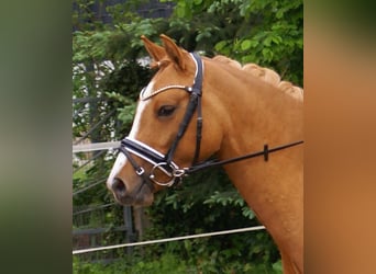 Pony tedesco, Giumenta, 3 Anni, 143 cm, Sauro