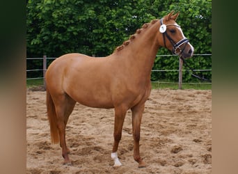 Pony tedesco, Giumenta, 3 Anni, 143 cm, Sauro