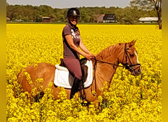 Pony tedesco, Giumenta, 3 Anni, 143 cm, Sauro