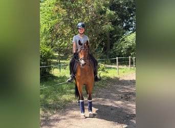 Pony tedesco, Giumenta, 3 Anni, 144 cm, Baio