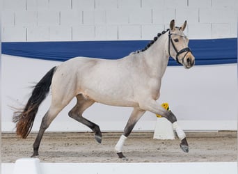 Pony tedesco, Giumenta, 3 Anni, 144 cm, Baio
