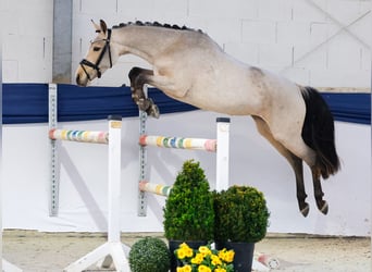 Pony tedesco, Giumenta, 3 Anni, 144 cm, Baio