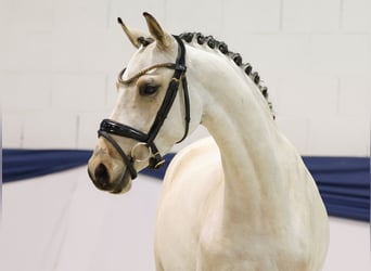 Pony tedesco, Giumenta, 3 Anni, 144 cm, Falbo