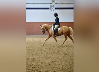 Pony tedesco, Giumenta, 3 Anni, 144 cm, Palomino